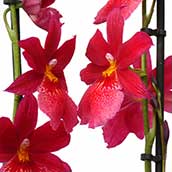 Orchidee kopen online