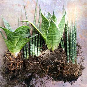 Sansevieria de plant van de maand Sanseveria is de plant van de maand