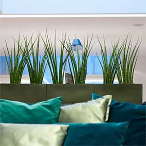 Sansevieria de plant van de maand Sanseveria is de plant van de maand