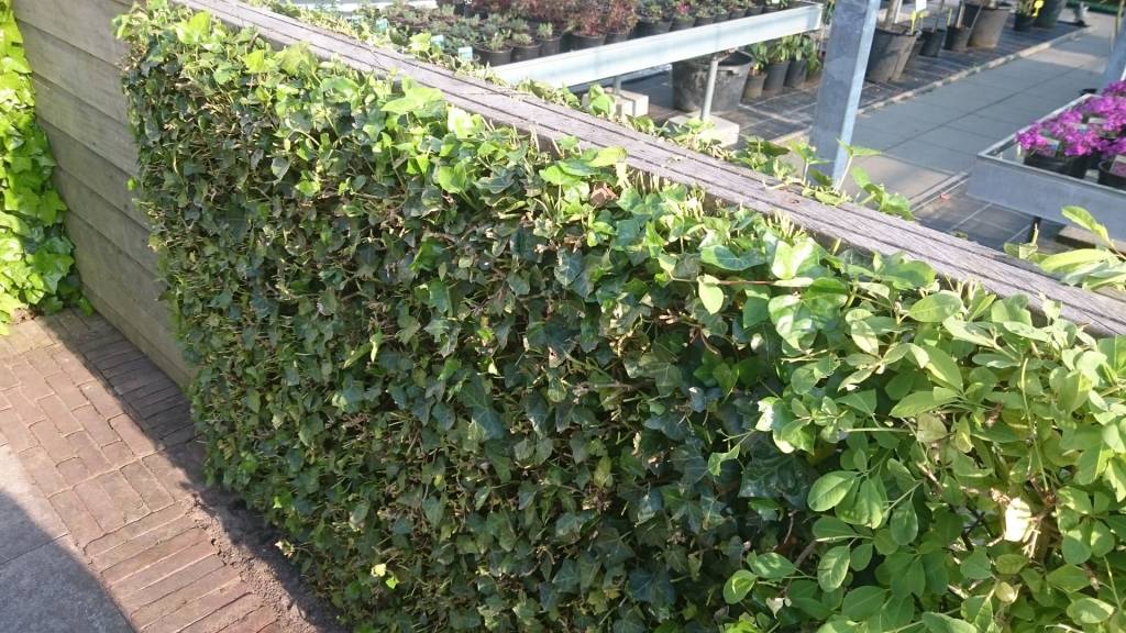 Klimop (Hedera) snoeien.... Doen, als je durft!!
