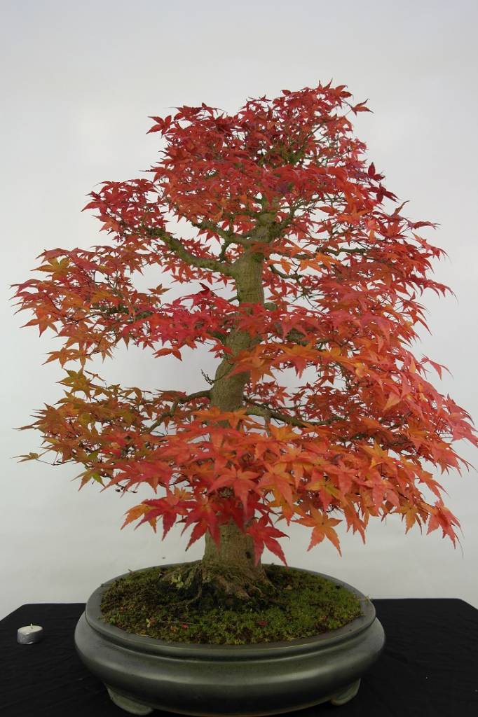  Bonsai  L Erable  du Japon  deshojo Acer palmatum deshojo 