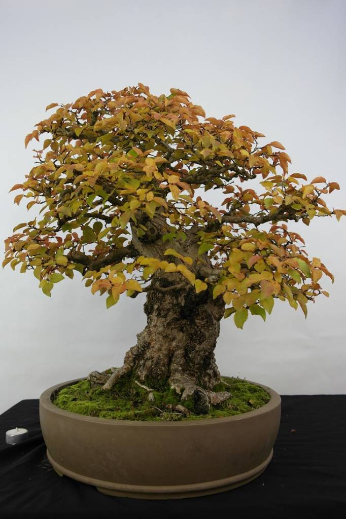 Bonsai Charme de corée, Carpinus coreana, no. 5229 - www.henhbonsai.be