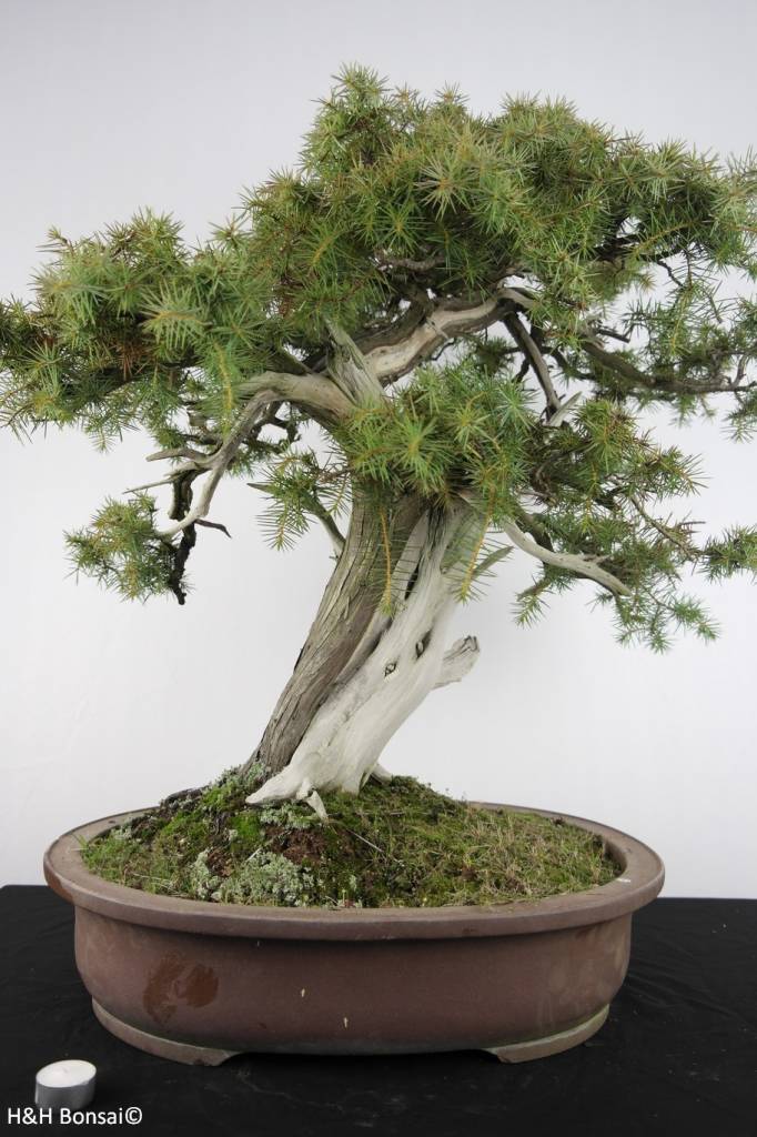 Bonsai Needle Juniper, Juniperus rigida, no. 5142 www.henhbonsai.de