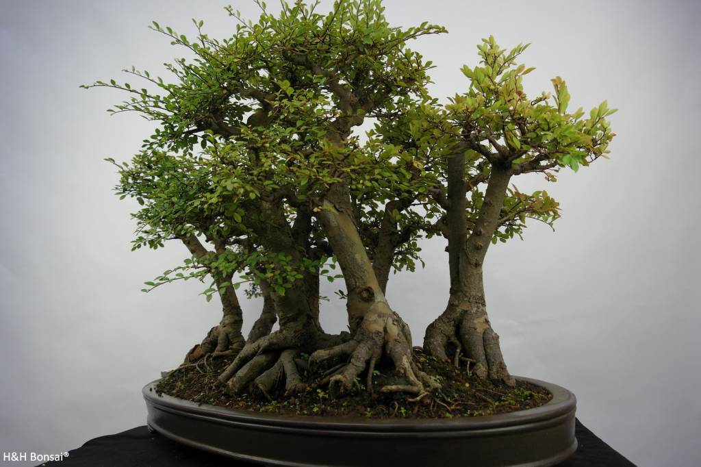 Bonsai Orme de chine, Zelkova, groupe, no. 5783 www.henhbonsai.fr