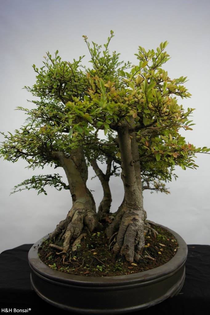 Bonsai Orme de chine, Zelkova, groupe, no. 5783 www.henhbonsai.fr