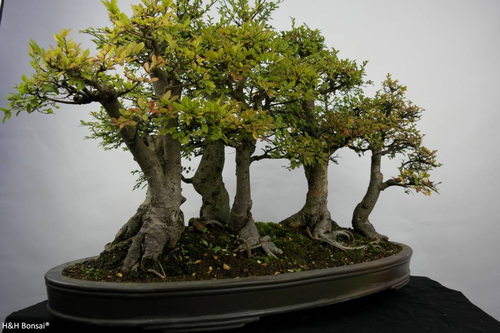 Bonsai Orme de chine, Zelkova, groupe, no. 5783 www.henhbonsai.fr