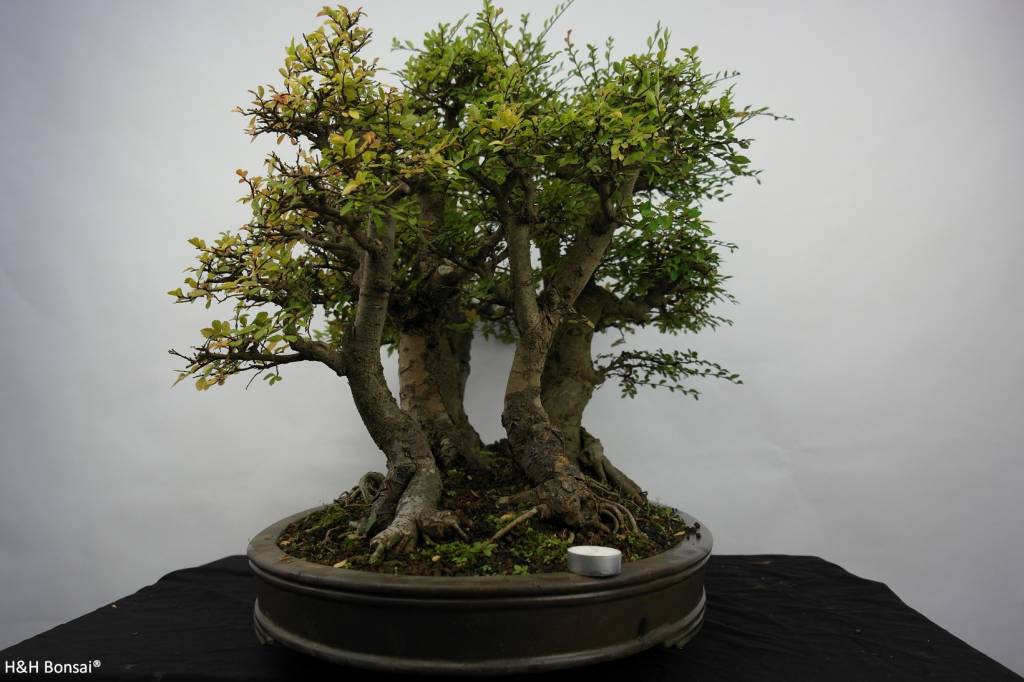 Bonsai Orme de chine, Zelkova, groupe, no. 5783 www.henhbonsai.fr
