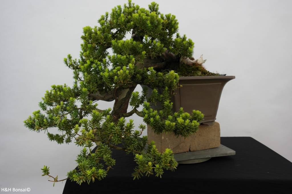 Bonsai Taxus cuspidata, cascade, no. 5175 - www.henhbonsai.fr