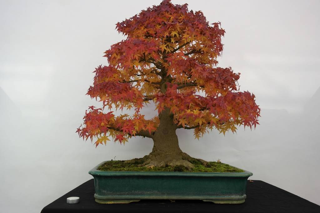 Bonsai L'Erable du Japon, Acer palmatum, no. 5499 www.henhbonsai.fr