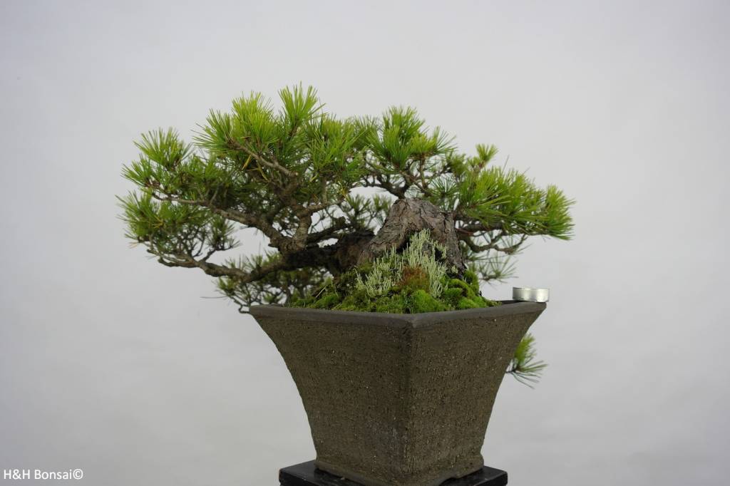 Bonsai Japanese Red Pine, Pinus densiflora, no. 5837 - www.henhbonsai.co.uk