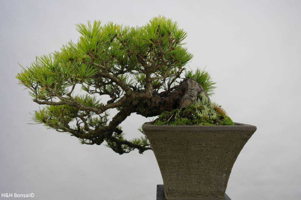 Bonsai Japanese Red Pine, Pinus densiflora, no. 5837 - www.henhbonsai.co.uk