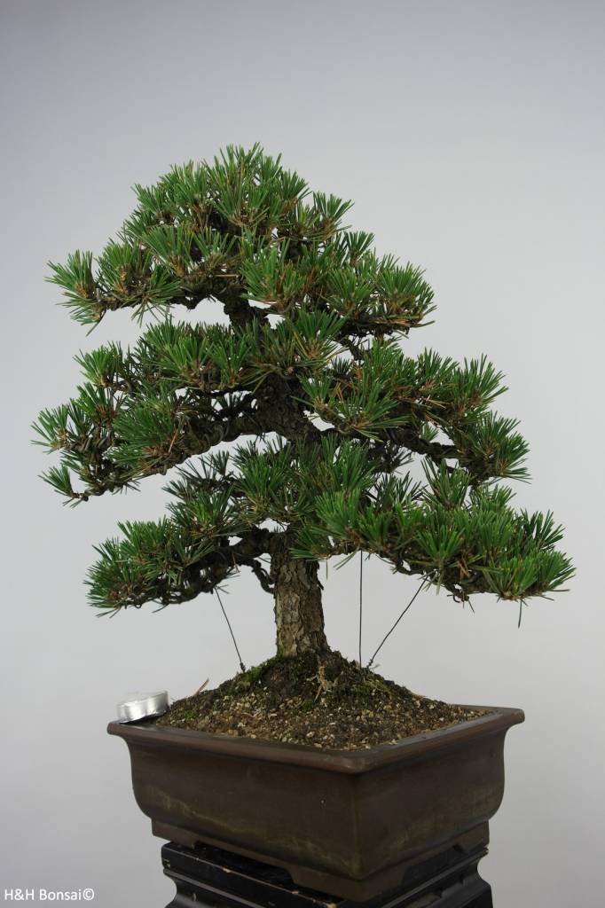 Bonsai Japanese Kotobuki Black Pine, Pinus thunbergii kotobuki, no ...