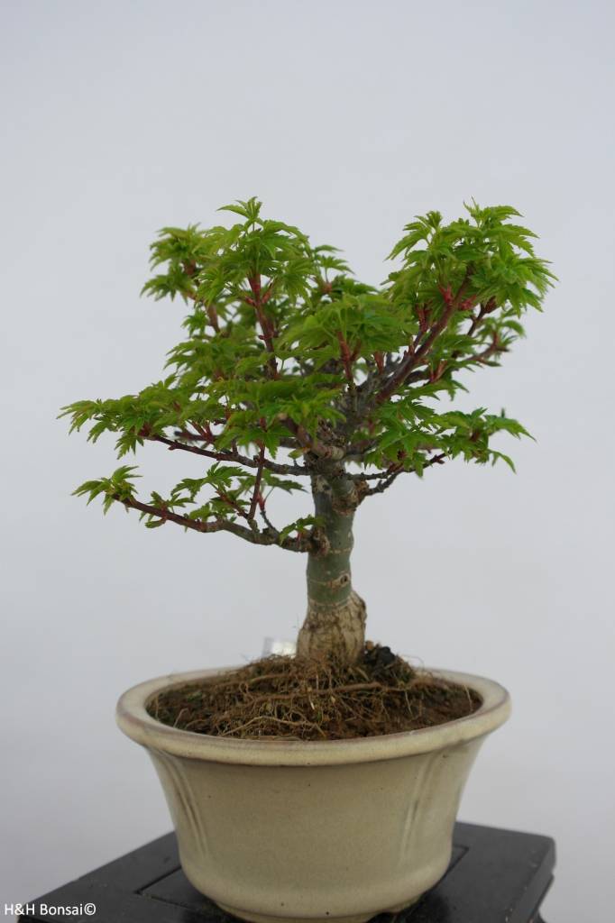 Bonsai Japanese maple shishigashira, Acer palmatum shishigashira, no ...