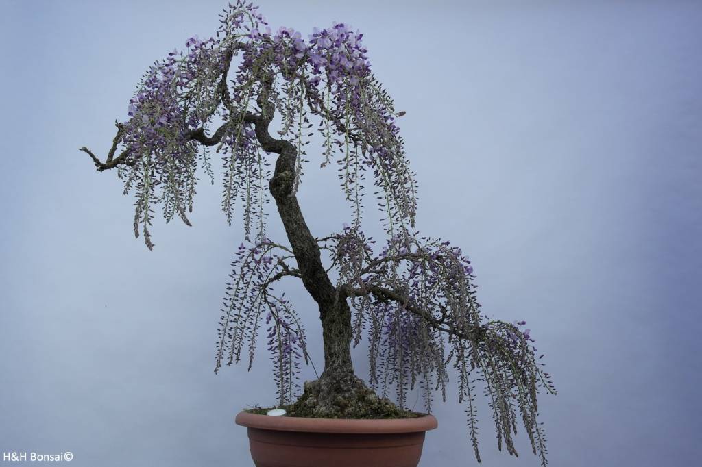 Wisteria Bonsai Tree For Sale Uk - Food Ideas