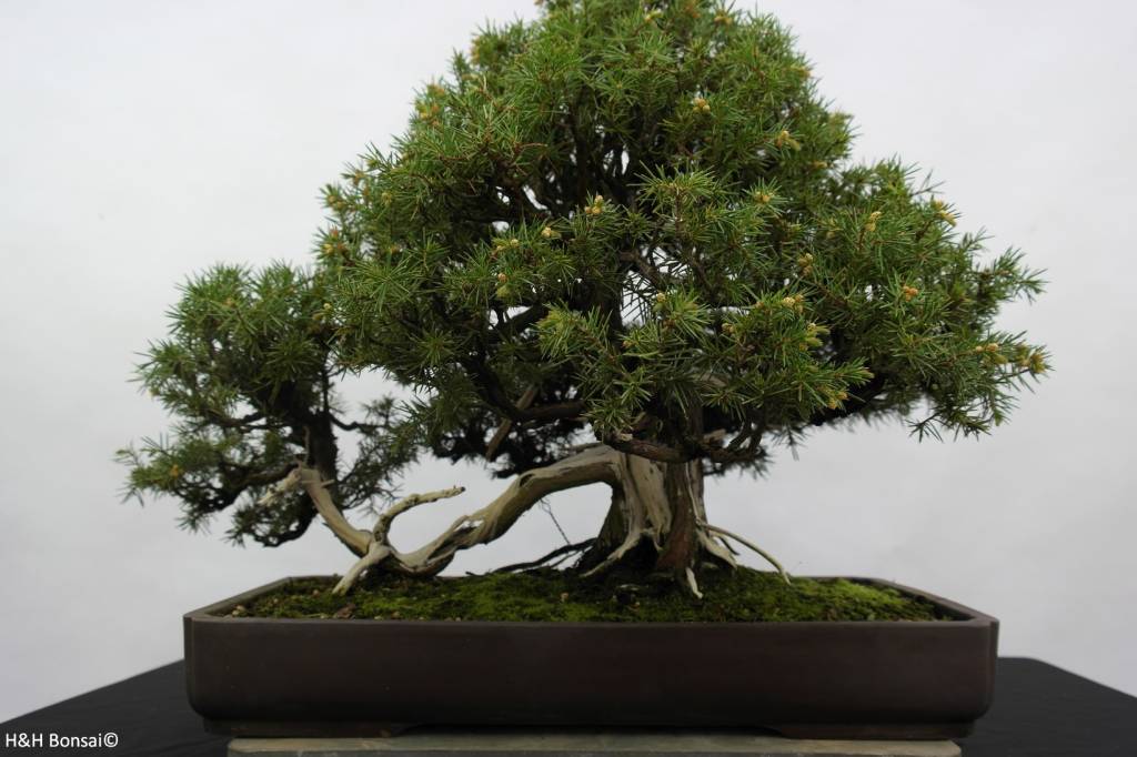 Bonsai Needle Juniper, Juniperus rigida, no. 5144 www.henhbonsai.co.uk