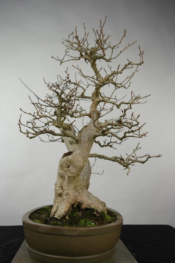 Bonsai Korean Hornbeam, Carpinus coreana, no. 5137 - www.henhbonsai.co.uk