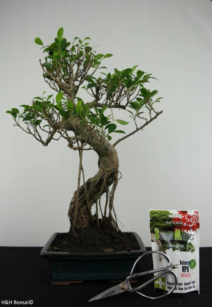 Bonsai Tree Gifts Uk Lamoureph Blog Houseplant Houses By Takanori Aiba