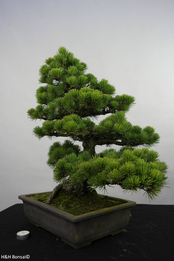 Quanti Aghi Ha Un Pino Bonsai