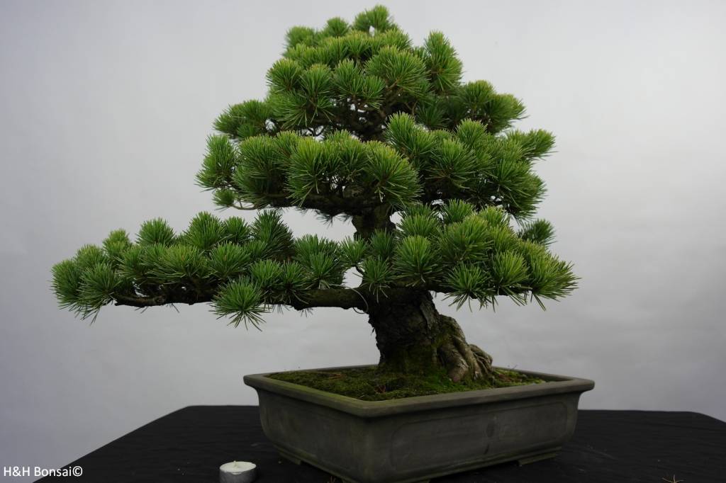 Quanti Aghi Ha Un Pino Bonsai