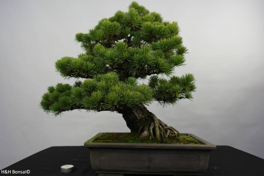 Quanti Aghi Ha Un Pino Bonsai