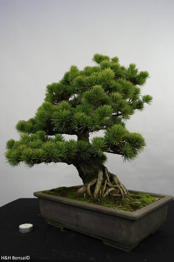 Quanti Aghi Ha Un Pino Bonsai