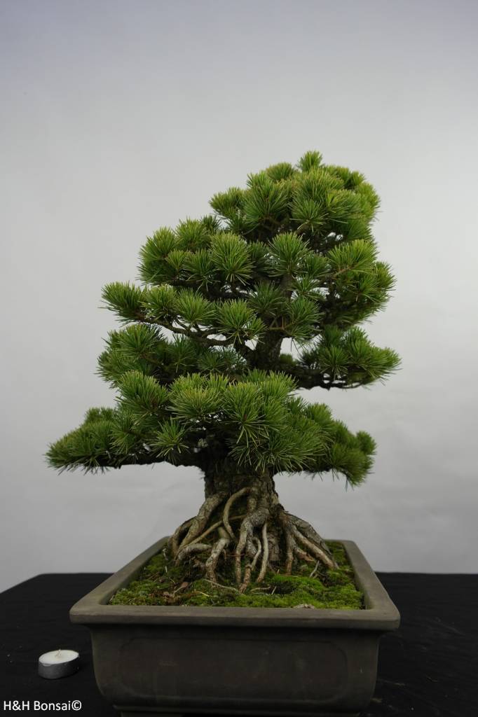 Quanti Aghi Ha Un Pino Bonsai