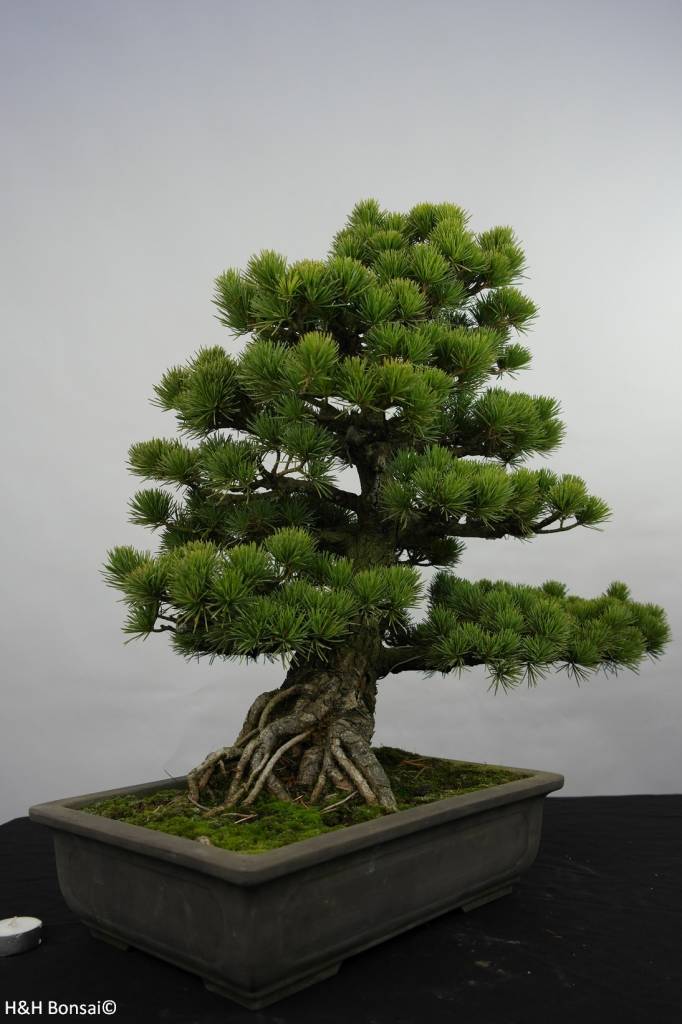 Quanti Aghi Ha Un Pino Bonsai