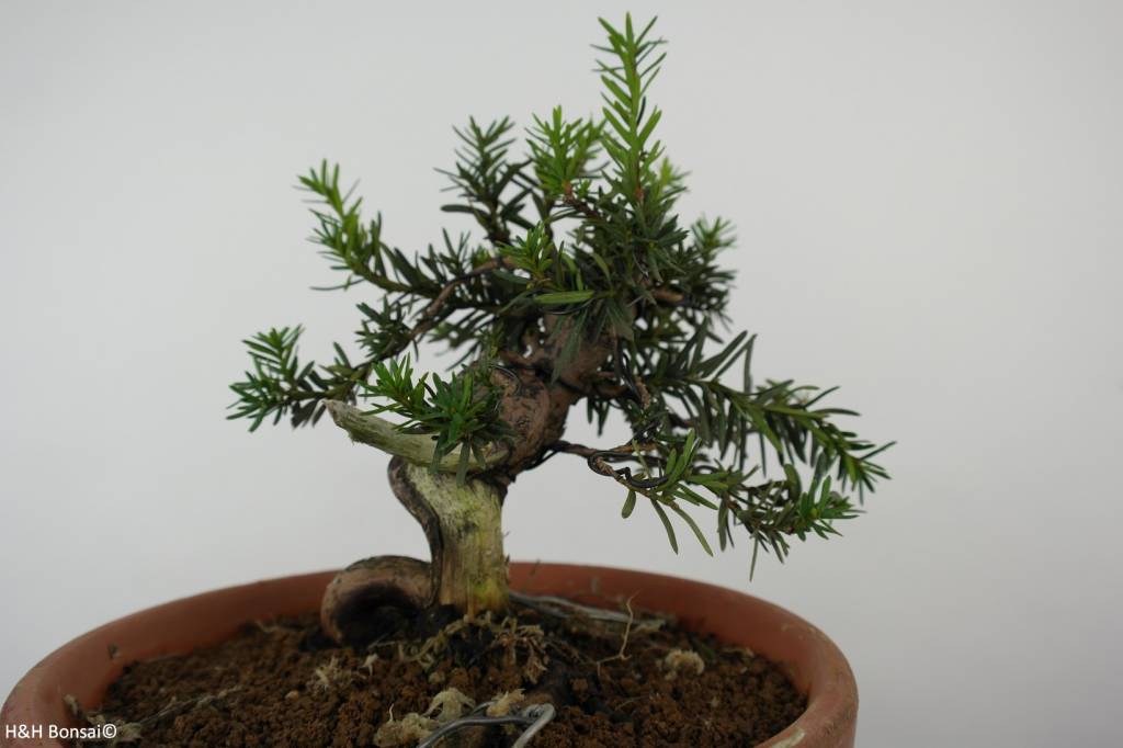 Bonsai Japanese yew, Taxus cuspidata, no. 6017 www.henhbonsai.it