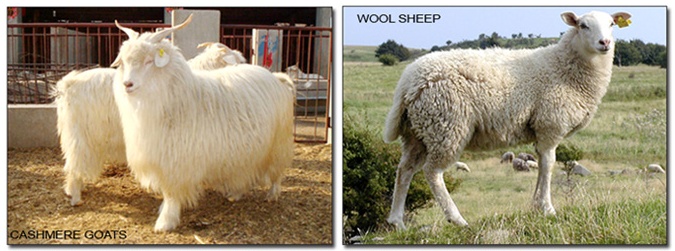 Waarom is cashmere nu zo zacht....en duur?