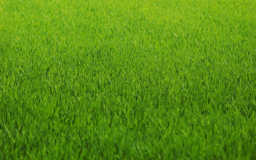 Een gazon met graszoden: zo doet u dat!