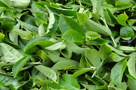 Groene thee bladeren