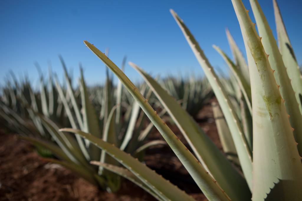 Ten reasons why you should use Aloe Vera in 2017
