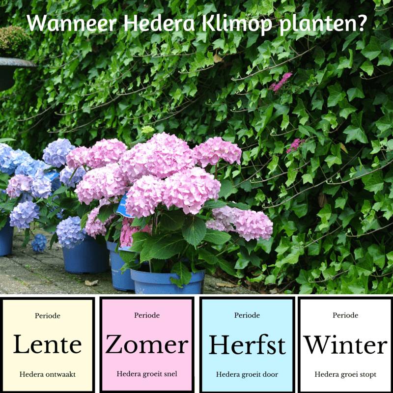 Wanneer hedera planten?