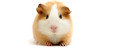 Waarom is Vitamine C zo belangrijk voor een Cavia?