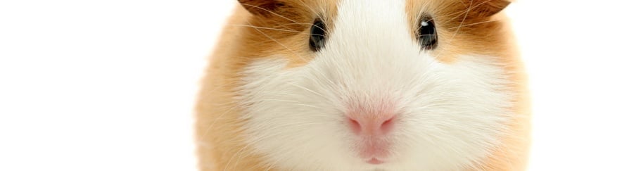 5 misverstanden over de Cavia