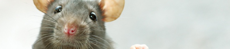Bonte Ratten en hun Oorsprong