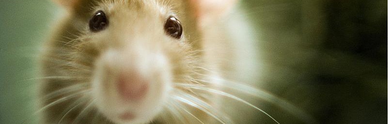 Ratten blijven slanker op vezelrijk dieet.