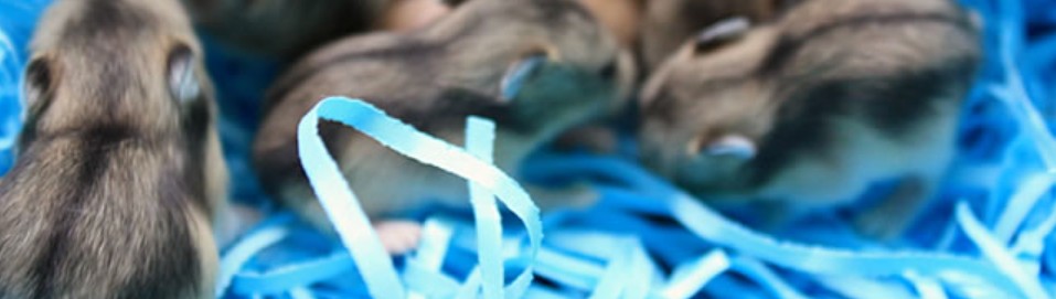 Hamsternest... wat is het eigenlijk?
