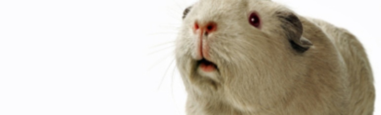 Vraag van de maand - Mijn Cavia knaagt aan de drinkfles