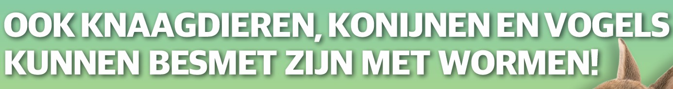 Ook knaagdieren kunnen wormen krijgen