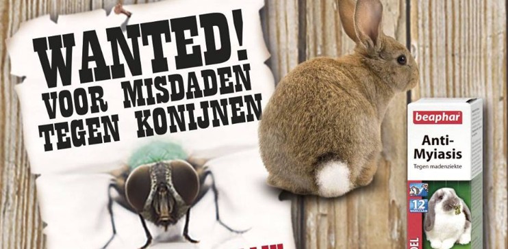 Myiasis (madenziekte) bij konijnen