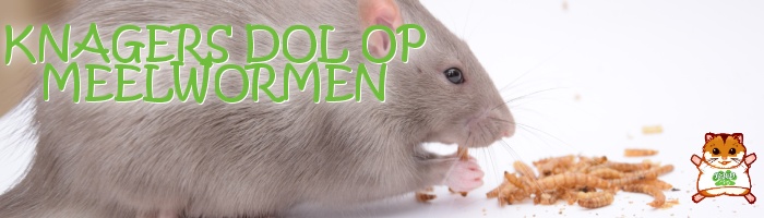 Knagers dol op gedroogde meelwormen