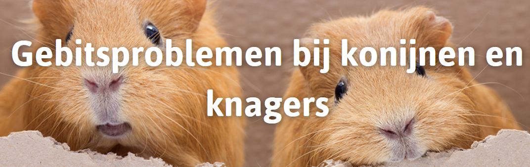 Gebirsproblemen bij Knaagdieren & Konijnen
