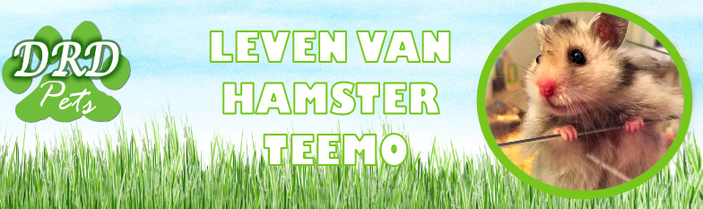 Hamster Teemo