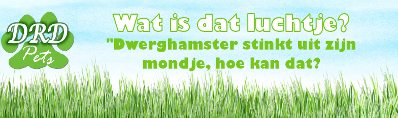 Dwerghamster stinkt uit zijn mondje, hoe kan dat?