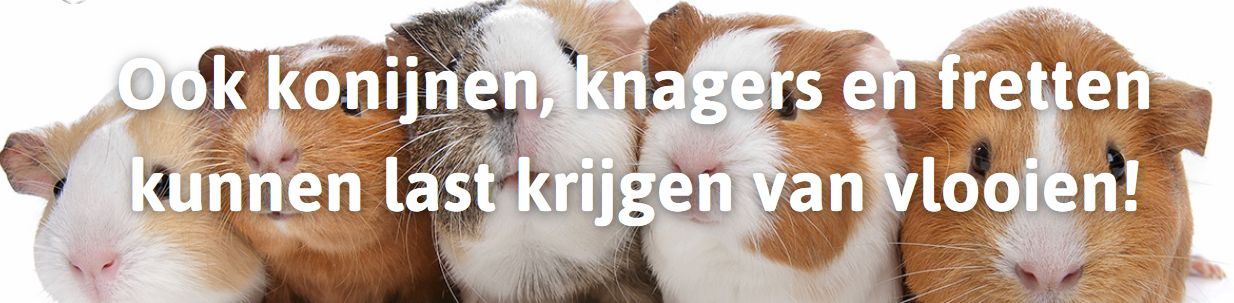Ook konijnen, knagers en fretten kunnen last krijgen van vlooien!