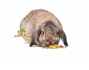 rabbit food for your rabbit