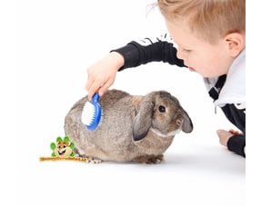 cuidado del conejo para tus conejos, cepillo y peine para conejos o champú