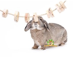 Informationen zu Kaninchen-Nagetieren für Ihr Kaninchen