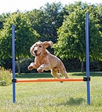 Agility Training Hond